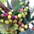 Introducing Our Sherbet Berry Plants (4 Pack) – Live Grewia asiatica Shrubs Producing Sweet-Tart Edible Berries, Ideal for Warm Climates, Suitable for Containers or Garden Planting