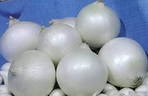 Onion White Queen Giant Seeds (Allium cepa) Heirloom Vegetable for Planting Non GMO