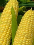 Corn Golden Bantam 12 Open Polinated Great Heirloom Vegetable by Seed Kingdom 100 Seeds