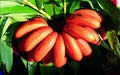 Generic Fresh 100 pcs Banana Fruit Seeds for Planting Red 2