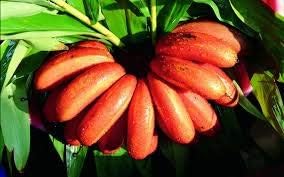 Generic Fresh 100 pcs Banana Fruit Seeds for Planting Red 2