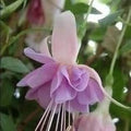 Generic Fresh 50pcs Fuchsia Flower Seeds for Planting Light Violet