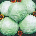 Cabbage Late Flat Dutch Great Heirloom Vegetable Seeds by Seed Kingdom (2,000 Seeds)