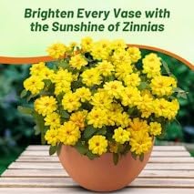 Outsidepride Profusion Yellow Zinnia Seeds - 50 Pcs Annual Flower Seeds, Easy to Grow, Drought-Tolerant, Hardy & Deer-Resistant, Ideal for Cut Flowers, Butterfly Gardens & Landscape Border