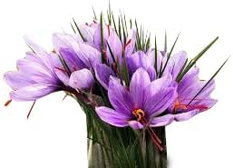 20 Large Saffron Crocus Sativus Corms for Planting - Premium Saffron Crocus Bulbs with Instructions Included - Grow Your Own Saffron Plant with Saffron Corms - Crocus Sativus Bulbs