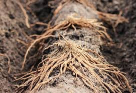 25 2nd Year Mary Washington Variety Asparagus Roots/Plants