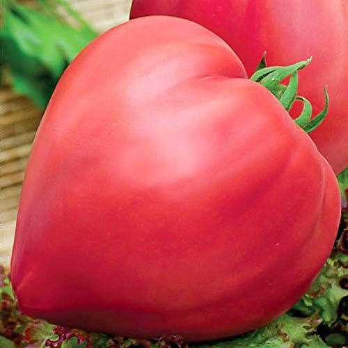 Seeds Tomato Bulls Hearts Red Vegetable for Planting Non GMO