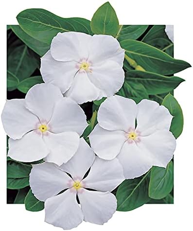 Park Seed Vinca Flower Plant Seeds, Easy to Grow, Perfect for Spring Garden, Pacifica White Hybrid, Pack of 50