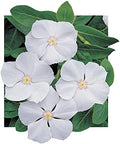 Park Seed Vinca Flower Plant Seeds, Easy to Grow, Perfect for Spring Garden, Pacifica White Hybrid, Pack of 50