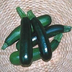 Squash Zucchini Black Beauty Garden Heirloom Vegetable by Seed Kingdom Bulk 1 OZ Seeds