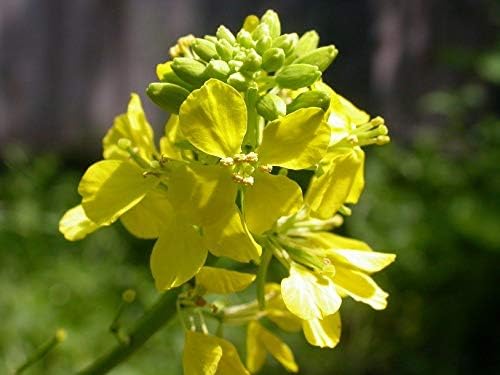 NIKA SEEDS - Seeds Vegetable Black Mustard - 500 Seeds