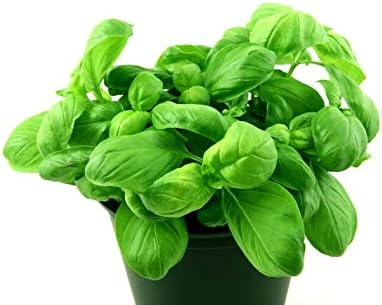 Large Leaf Basil Seeds 700+ Seeds for Planting Non-GMO