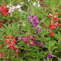 Park Seed Impatiens Flowering Plant Seeds, Balsam 'Camellia Flowered' Mix, Pack of 30 Seeds