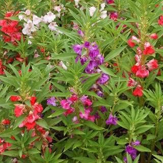 Park Seed Impatiens Flowering Plant Seeds, Balsam 'Camellia Flowered' Mix, Pack of 30 Seeds