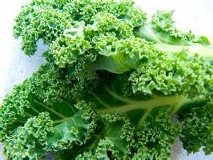Kale Dwarf Siberian Improved Great Heirloom Vegetable by Seed Kingdom Bulk 1/4 Lb Seeds