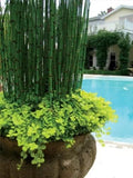Horsetail Grass in a 4 inch containers (5)