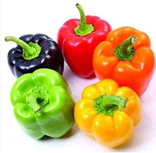 Rainbow Sweet Bell Pepper Seed Mix Multicolor Blend 40+ Seeds
