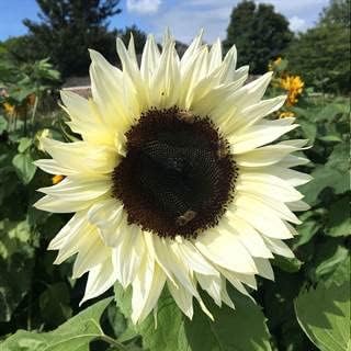 Park Seed ProCut White Nite Sunflower Seeds – Creamy Petals with Dark Centers, Easy to Grow Spring Variety, Long-Lasting Cut Flower, Great for Wildlife Gardens, Pack of 50