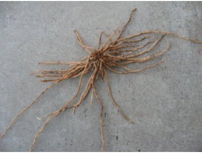 25 1st Year Asparagus Roots/Plants