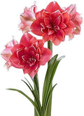 Double Pink Amaryllis Bulb – Large Bulb for Planting, 4-8 Blooms, 16–24" Tall – Elegant Indoor & Outdoor Plant – Ideal for Seasonal Decor – Low-Maintenance Amaryllis Bulb (Not in Wax)