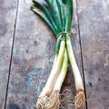 Park Seed Organic Parade Scallion Seeds – Crisp, Mild Green Onions, Non-Bulbing and Uniform Growth, Ideal for Succession Planting and Spring Gardens, Fast Growing and Easy – Pack of 200 Seeds