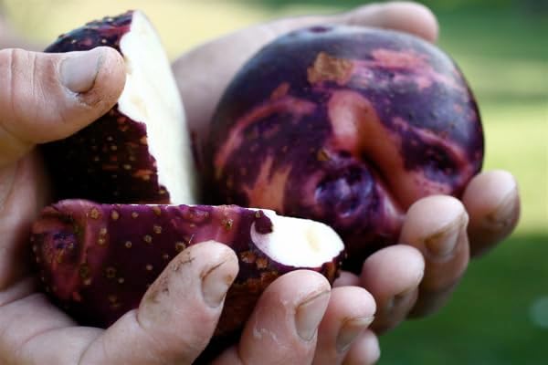 Simply Seed - Purple Viking Potato Seed - All Natural - Ready for Planting - American Grown Real Potatoes