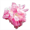 Park Seed Morning Glory Vine Flower Plant Seeds, Easy to Grow, Perfect for Spring Garden, Split Second, Pack of 25