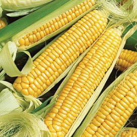 Corn Golden Bantam 8 Open Pollinated Great Heirloom Vegetable by Seed Kingdom Bulk 1/4 Lb Seeds