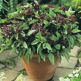Basil Licorice Great Garden Herb 1,000 Seeds