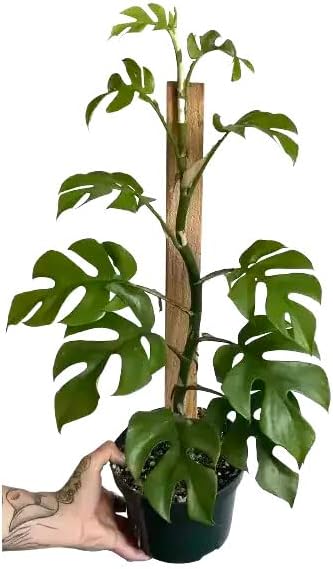 GARDENERA Mini Monstera Soil Mix - Expertly Formulated for Strong Root Development - 2 Quart