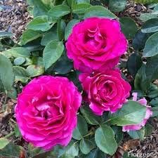 Generic Fresh 100pcs Rose Flower Seeds for Planting Dark Pink