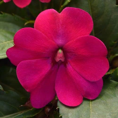Park Seed Solarscape Magenta Bliss Interspecific Impatiens Seeds, Pack of 15 Seeds