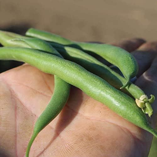 Park Seed Whopper Bush Bean Seeds – Easy-to-Pick Snap Variety with Stringless Pods, High-Yield Mid-Season Crop, Container Friendly and Low Maintenance Spring Vegetable – Pack of 100