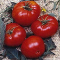 Park Seed Variety of Tomato Seeds, Planting Vegetables, Easy to Grow, Non-GMO, Perfect for Harvesting, Brandywine, Pack of 30