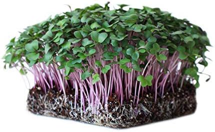 Purple Vienna Kohlrabi Garden Seeds - 4 Gram Packet- Non-GMO, Heirloom Vegetable Gardening & Microgreens Seeds