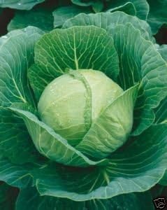Cabbage Golden Acre Great Heirloom Vegetable by Seed Kingdom Bulk 20,000 Seeds