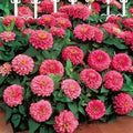 Park Seed Zinnia Seeds, Planting Flowers, Easy to Grow, Non-GMO, Perfect for Spring Garden, Dreamland Pink, Pack of 25