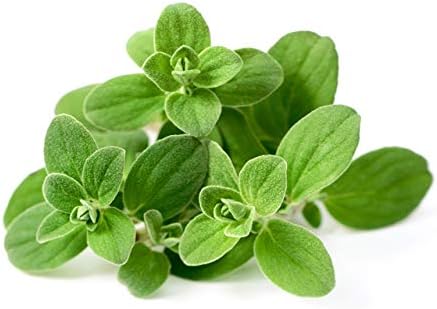 NIKA SEEDS - Seeds Herb Sweet Marjoram Oregano Medicinal - 1000 Seeds
