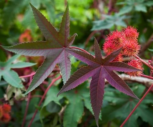 Castor Plant Seeds (Ricinus communis) 30 Seeds (6 Grams) - Mole Plant, African Wonder Tree, Mole Bean Plant by Smoke Camp Crafts