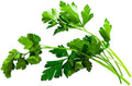 Organic Italian Flat-leaved Parsley Seeds (Petroselenium crispum) 500 Seeds (3 Grams) - Parsley Herb Seeds - Garnish, Tabbouleh, Fresh Herb, Window Garden Seeds
