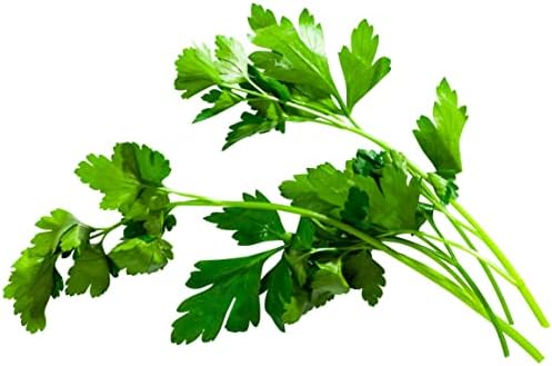 Organic Italian Flat-leaved Parsley Seeds (Petroselenium crispum) 500 Seeds (3 Grams) - Parsley Herb Seeds - Garnish, Tabbouleh, Fresh Herb, Window Garden Seeds