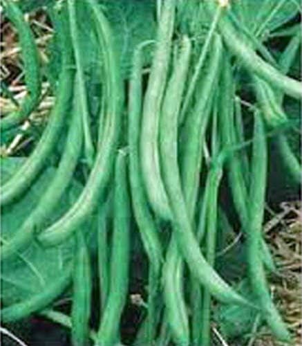 Stringless String Bean Seeds 10 Ounce A Garden Favorite, Early Producer and Heavy yielding Bean. "COOL BEANS n SPROUTS" Brand,