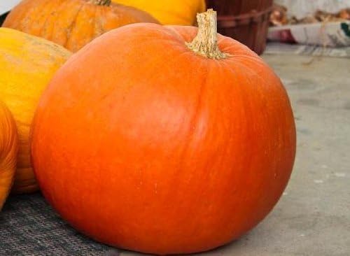 Pumpkin Big MAX Great Heirloom Vegetable by Seed Kingdom 20 Seeds