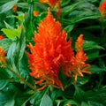 Park Seed Celosia Flower Plant Seeds, Easy to Grow, Perfect for Spring Garden, Flamma Orange, Pack of 50