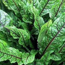 Indian Sorrel Seeds for Planting, Fast Germination & High Yield, Hardy & Nutrient-Rich, Ideal for Home Garden, Pots & Outdoor Growing, Easy to Cultivate & Low Maintenance, Thrives in All Climates