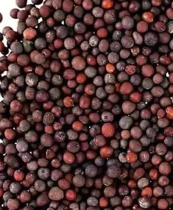 Red Garnet Mustard Seeds for Planting – Heirloom Non-GMO Mustard Seed Packets with Instructions to Plant & Grow Mustard for Home Outdoor/Indoor Hydroponic Herb Garden – 5 Packets