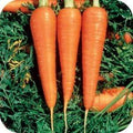 Carrot Danvers 126 Great Heirloom Vegetable Seeds by Seed Kingdom (4,000 Seeds)