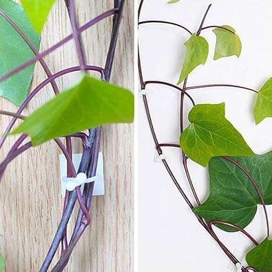 10 Pcs Plant Climbing Wall Self-Adhesive Fixed Clip Climbing Vine Vegetable Hook Garden Clip Hanging Stora Wire Home Sticky Plant Support Structures