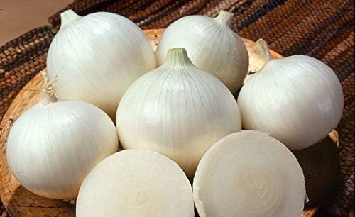 Seeds Vegetable Onion Snow White - 300 Seeds