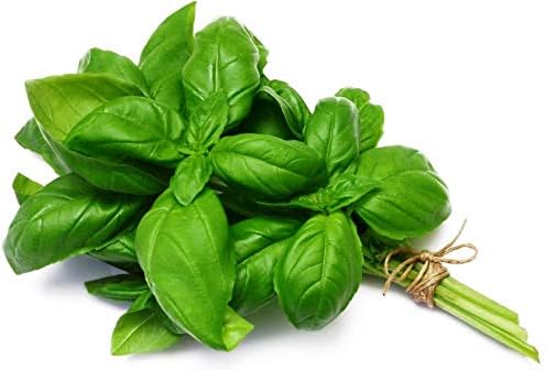 Large Leaf Basil Seeds 700+ Seeds for Planting Non-GMO